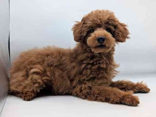 香川県のトイプードル(トイ) (ひごペットフレンドリーゆめタウン高松店/2025年8月3日生まれ/男の子/レッド)の子犬の2枚目の画像