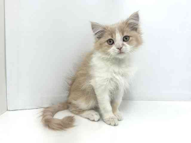 大阪府のサイベリアン (ひごペットフレンドリーベルファⅡ都島店/2025年7月28日生まれ/男の子/クリームタビーホワイト)の子猫の2枚目の画像