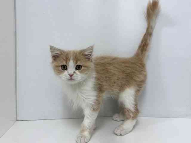 大阪府のサイベリアン (ひごペットフレンドリーベルファⅡ都島店/2025年7月28日生まれ/男の子/クリームタビーホワイト)の子猫の2枚目の画像