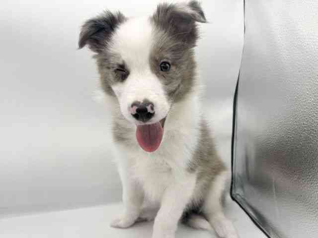 愛知県のボーダーコリー (ひごペットフレンドリーヴィアモール アピタ江南西店/2025年8月2日生まれ/男の子/ブルーマール)の子犬の2枚目の画像