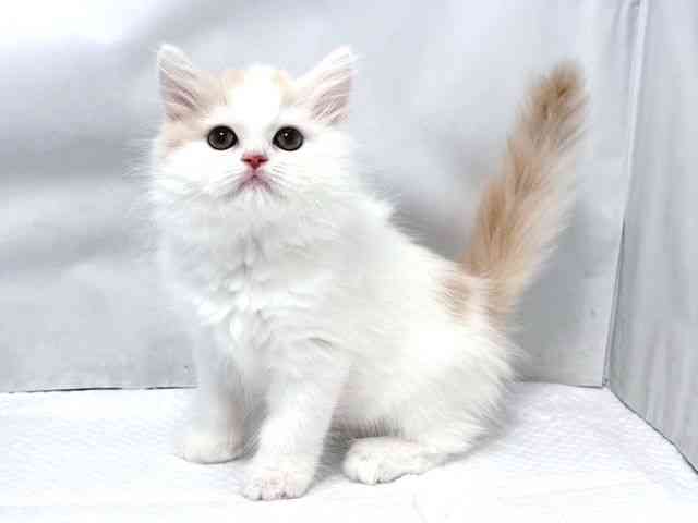 大阪府のサイベリアン (ひごペットフレンドリー堺プラットプラット店/2025年8月2日生まれ/男の子/クリームホワイト)の子猫の2枚目の画像