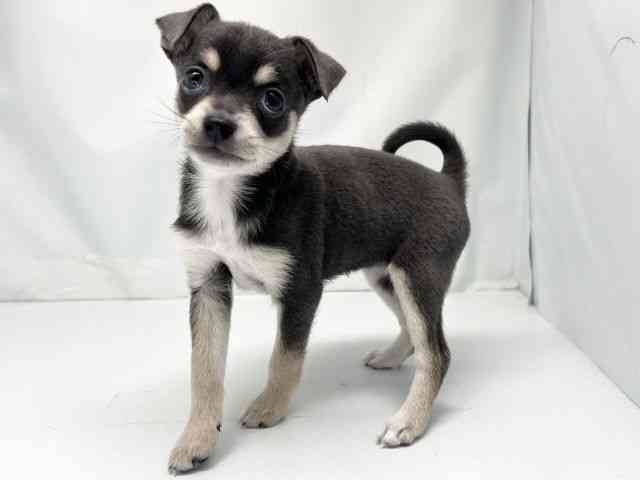 京都府のチワックス(チワワ×ダックス) (ひごペットフレンドリー洛北阪急スクエア店/2025年8月2日生まれ/女の子/ブルータン)の子犬の2枚目の画像