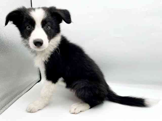 奈良県のボーダーコリー (ひごペットフレンドリートナリエ大和高田店/2025年8月3日生まれ/男の子/ブラックホワイト)の子犬の2枚目の画像