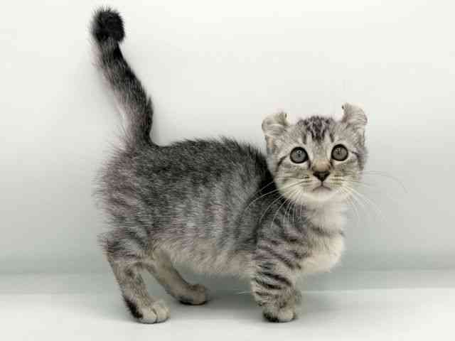 大阪府のキンカロー (ひごペットフレンドリーイオン高槻店/2025年8月3日生まれ/女の子/シルバータビー)の子猫の2枚目の画像