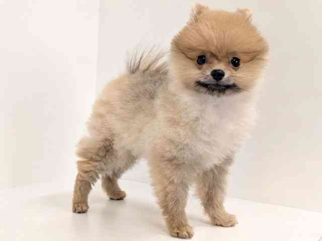 福岡県のポメラニアン (ひごペットフレンドリーリバーウォーク北九州店/2025年8月1日生まれ/男の子/オレンジ)の子犬の2枚目の画像