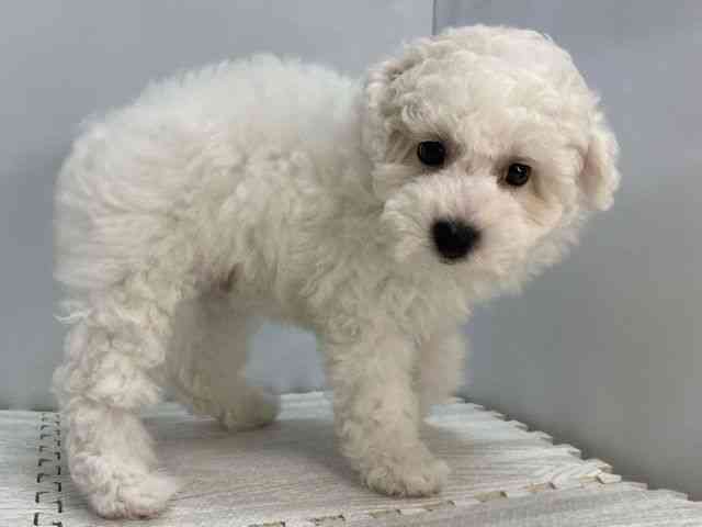 島根県のビションプー(ビションフリーゼ×プードル) (ひごペットフレンドリーイオンモール出雲店/2025年8月2日生まれ/男の子/ホワイト)の子犬の2枚目の画像