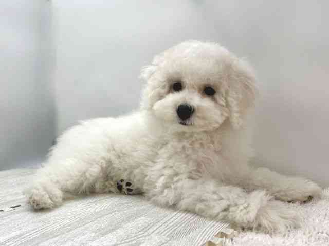 島根県のビションプー(ビションフリーゼ×プードル) (ひごペットフレンドリーイオンモール出雲店/2025年8月2日生まれ/男の子/ホワイト)の子犬の2枚目の画像