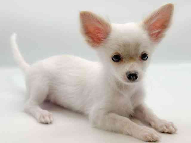 香川県のチワワ(ロング) (ひごペットフレンドリーゆめタウン高松店/2025年8月1日生まれ/男の子/ホワイトクリーム)の子犬の2枚目の画像