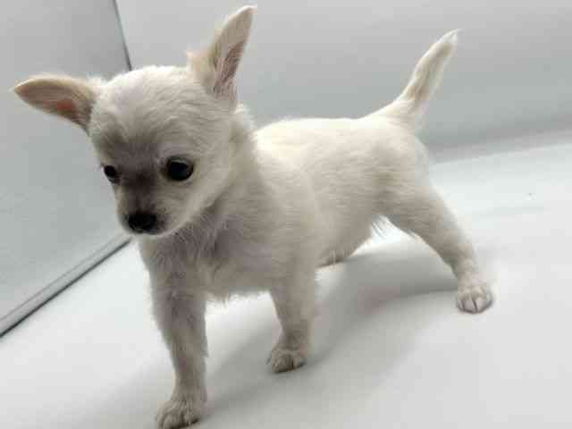 香川県のチワワ(ロング) (ひごペットフレンドリーゆめタウン高松店/2025年8月1日生まれ/男の子/ホワイトクリーム)の子犬の2枚目の画像