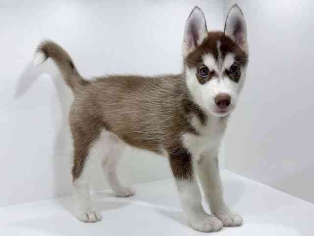 大阪府のシベリアンハスキー (ひごペットフレンドリーくずはモール店/2025年7月31日生まれ/女の子/チョコレートホワイト)の子犬の2枚目の画像