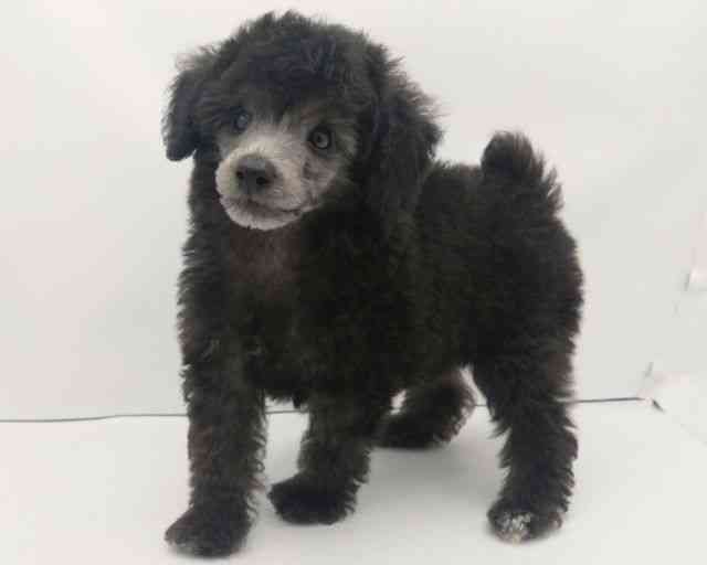 兵庫県のトイプードル(トイ) (ひごペットフレンドリークラウンパーク伊丹店/2025年8月2日生まれ/男の子/シルバー)の子犬の2枚目の画像