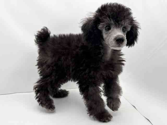 兵庫県のトイプードル(トイ) (ひごペットフレンドリークラウンパーク伊丹店/2025年8月2日生まれ/男の子/シルバー)の子犬の2枚目の画像