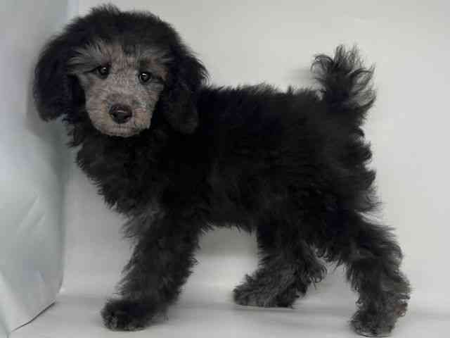 徳島県のトイプードル(トイ) (ひごペットフレンドリーゆめタウン徳島店/2025年8月2日生まれ/男の子/シルバー)の子犬の2枚目の画像