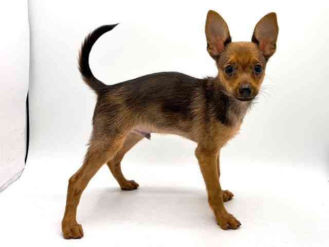 奈良県のハーフ犬・ミックス犬 (ひごペットフレンドリー田原本店/2025年8月2日生まれ/男の子/オレンジセーブル)の子犬の2枚目の画像