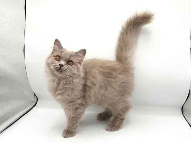 京都府のブリティッシュロングヘアー (ひごペットフレンドリーイオンモール高の原店/2025年7月28日生まれ/女の子/ライラック)の子猫の2枚目の画像