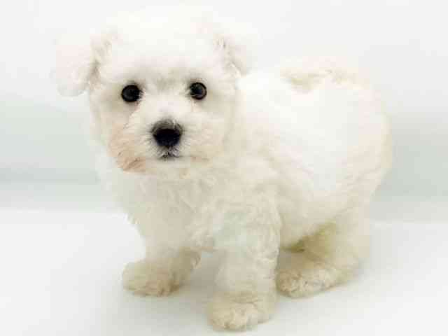 兵庫県のビションフリーゼ (ひごペットフレンドリーコロワ甲子園店/2025年7月24日生まれ/男の子/ホワイト)の子犬の2枚目の画像