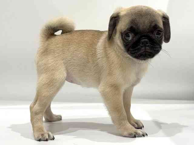 愛知県のパグ (ひごペットフレンドリーヴィアモール アピタ江南西店/2025年7月30日生まれ/女の子/フォーン)の子犬の2枚目の画像