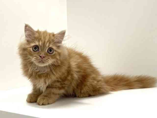 兵庫県のミヌエット (ひごペットフレンドリーイトーヨーカドー明石店/2025年7月27日生まれ/男の子/レッドタビー)の子猫の2枚目の画像