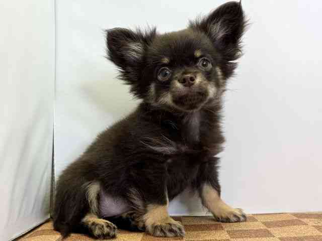 愛媛県のチワワ(ロング) (ひごペットフレンドリーエミフルMASAKI店/2025年8月2日生まれ/女の子/チョコレートタン)の子犬の2枚目の画像