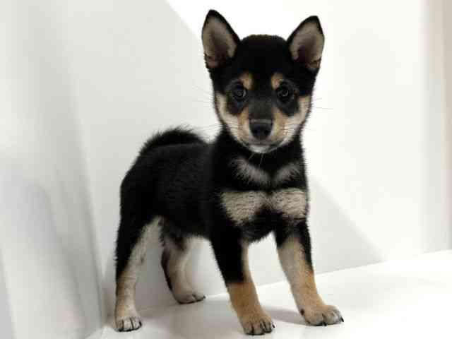 奈良県の柴犬(標準サイズ) (ひごペットフレンドリーイオンモール橿原ウエスト・ビレッジ店/2025年8月1日生まれ/女の子/黒)の子犬の2枚目の画像