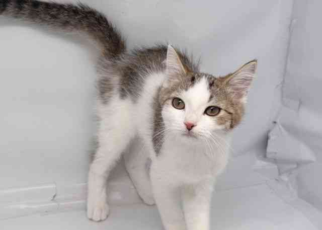 鳥取県のミヌエット (ひごペットフレンドリーイオンモール鳥取北店/2025年7月29日生まれ/男の子/ブラウンタビーホワイト)の子猫の2枚目の画像