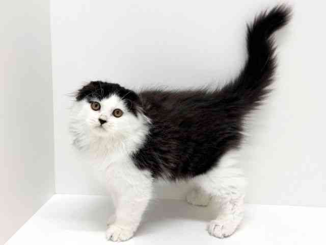 大阪府のスコティッシュフォールド (ひごペットフレンドリーくずはモール店/2025年7月31日生まれ/男の子/ブラックホワイト)の子猫の2枚目の画像