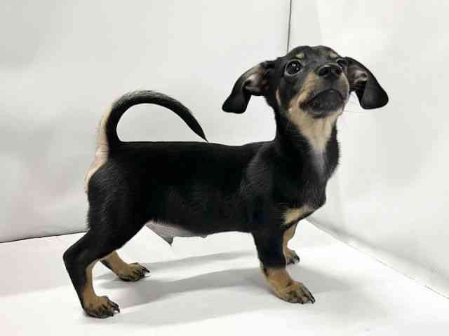 愛媛県のチワックス(チワワ×ダックス) (ひごペットフレンドリーイオンモール今治新都市店/2025年8月2日生まれ/男の子/ブラックタン)の子犬の2枚目の画像