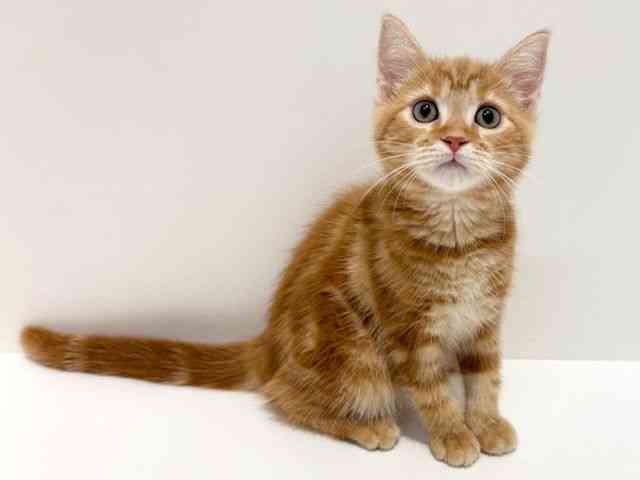 大阪府のスコティッシュフォールド (ひごペットフレンドリーイオン高槻店/2025年8月1日生まれ/女の子/レッドタビー)の子猫の2枚目の画像