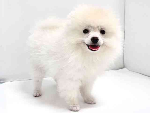 奈良県のポメラニアン (ひごペットフレンドリー奈良パワーシティ店/2025年7月31日生まれ/男の子/ホワイト)の子犬の2枚目の画像