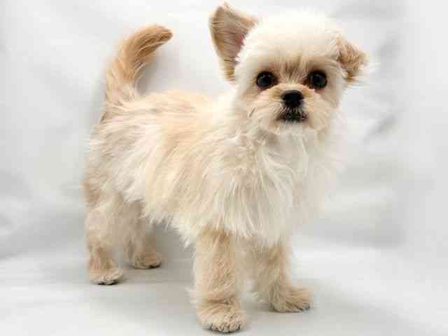 大阪府のハーフ犬・ミックス犬 (ひごペットフレンドリー東淀川店/2025年8月4日生まれ/女の子/クリーム)の子犬の2枚目の画像