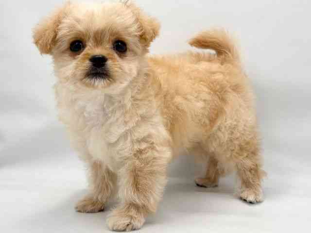 大阪府のハーフ犬・ミックス犬 (ひごペットフレンドリー東淀川店/2025年8月4日生まれ/女の子/クリーム)の子犬の2枚目の画像