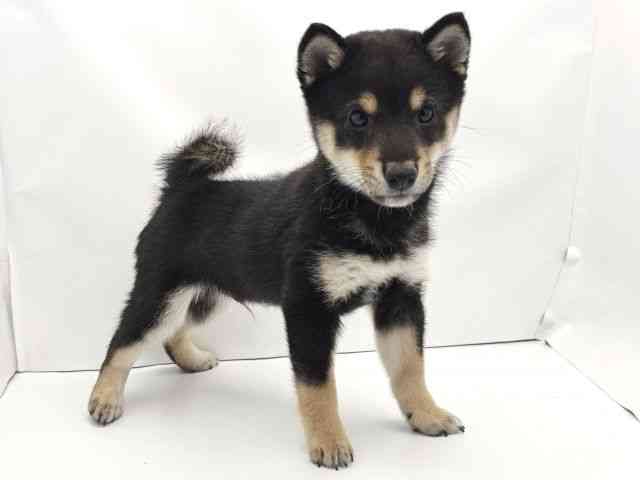 兵庫県の柴犬(標準サイズ) (ひごペットフレンドリークラウンパーク伊丹店/2025年8月4日生まれ/男の子/黒)の子犬の2枚目の画像