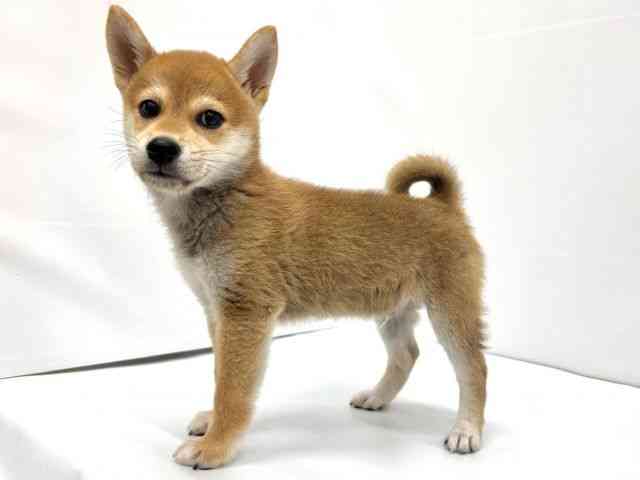 大阪府の柴犬(標準サイズ) (ひごペットフレンドリーイオンタウン茨木太田店/2025年8月3日生まれ/男の子/赤)の子犬の2枚目の画像