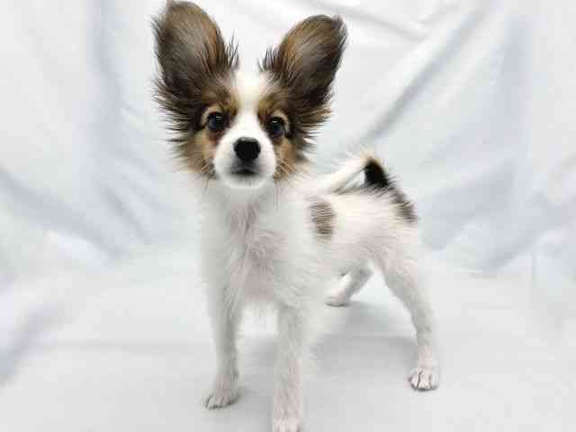 大阪府のパピヨン (ひごペットフレンドリーイトーヨーカドー津久野店/2025年8月3日生まれ/男の子/ホワイトセーブル)の子犬の2枚目の画像