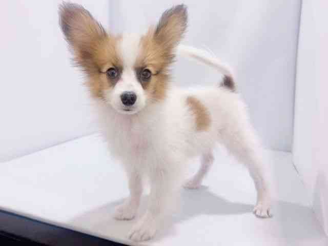 大阪府のパピヨン (ひごペットフレンドリーイズミヤショッピングセンター千里丘店/2025年8月3日生まれ/男の子/ホワイトセーブル)の子犬の2枚目の画像