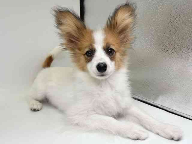 大阪府のパピヨン (ひごペットフレンドリー瓜破店/2025年8月3日生まれ/男の子/ホワイトセーブル)の子犬の2枚目の画像