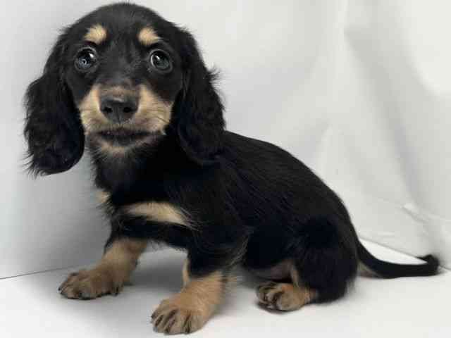 京都府のミニチュアダックスフンド(ロング) (ひごペットフレンドリー洛北阪急スクエア店/2025年8月3日生まれ/女の子/ブラックイエロー)の子犬の2枚目の画像