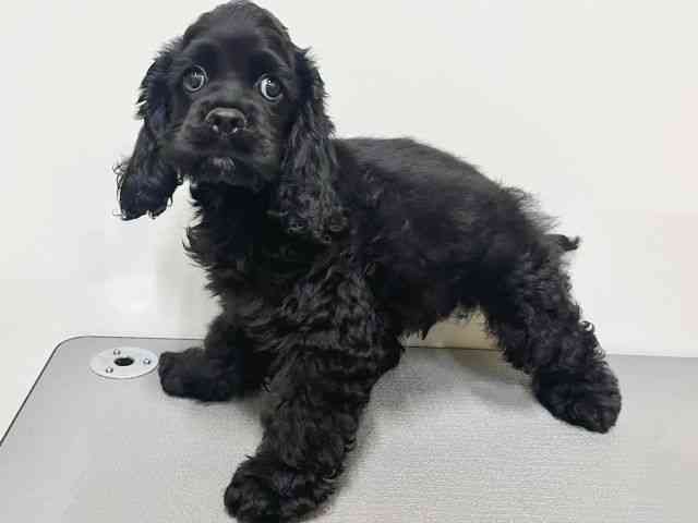 大阪府のアメリカンコッカースパニエル (ひごペットフレンドリーイトーヨーカドー津久野店/2025年7月30日生まれ/男の子/ブラック)の子犬の2枚目の画像