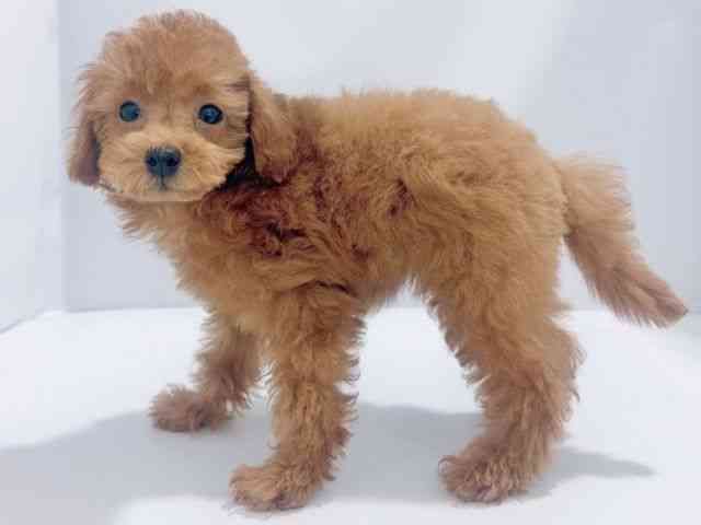 大阪府のトイプードル(トイ) (ひごペットフレンドリーイズミヤショッピングセンター千里丘店/2025年8月3日生まれ/女の子/レッド)の子犬の2枚目の画像