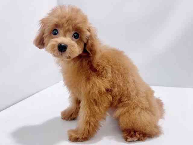 大阪府のトイプードル(トイ) (ひごペットフレンドリーイズミヤショッピングセンター千里丘店/2025年8月3日生まれ/女の子/レッド)の子犬の2枚目の画像