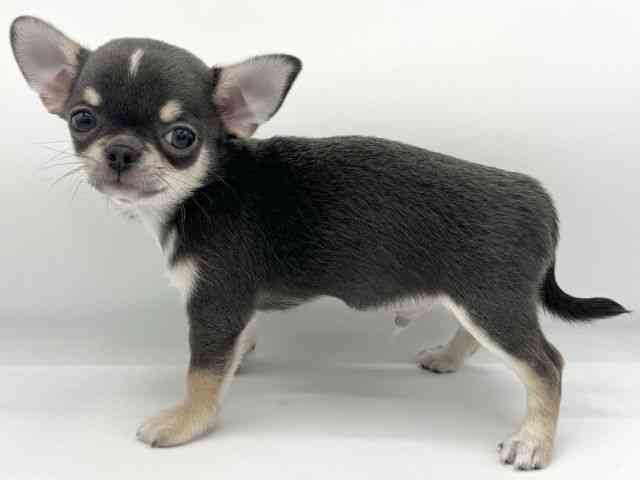 大阪府のチワワ(スムース) (ひごペットフレンドリーららぽーとEXPOCITY店/2025年8月3日生まれ/男の子/ブルータンホワイト)の子犬の2枚目の画像