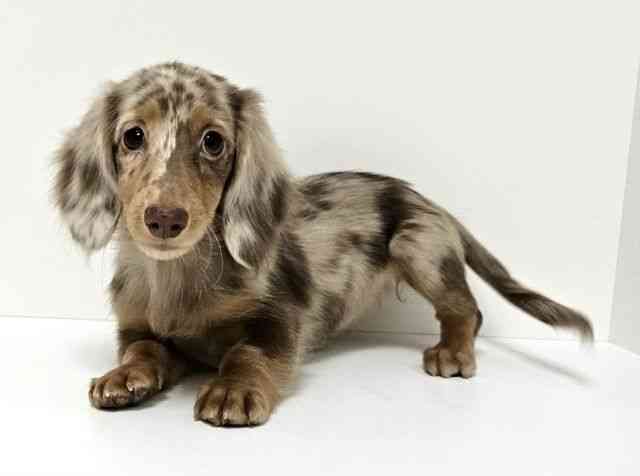 愛知県のミニチュアダックスフンド(ロング) (ひごペットフレンドリーイトーヨーカドー知多店/2025年8月3日生まれ/女の子/チョコレートダップル)の子犬の2枚目の画像