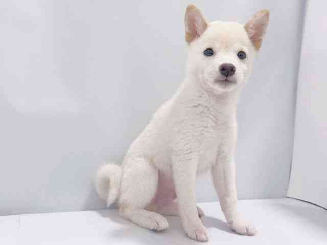 大阪府の柴犬(標準サイズ) (ひごペットフレンドリーイズミヤショッピングセンター千里丘店/2025年8月3日生まれ/男の子/白)の子犬の2枚目の画像