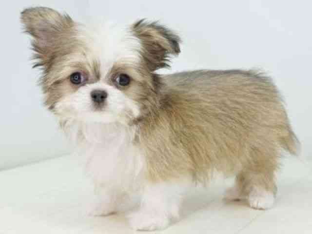 福岡県のチワズー/チワシーズ(チワワ×シーズー) (ひごペットフレンドリーゆめタウン筑紫野店/2025年8月5日生まれ/男の子/ホワイトゴールド)の子犬の2枚目の画像