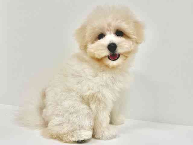 福岡県のハーフ犬・ミックス犬 (ひごペットフレンドリーリバーウォーク北九州店/2025年8月3日生まれ/女の子/クリーム)の子犬の2枚目の画像