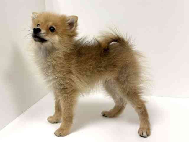 愛知県のポメラニアン (ひごペットフレンドリーイトーヨーカドー知多店/2025年8月4日生まれ/男の子/オレンジ)の子犬の2枚目の画像