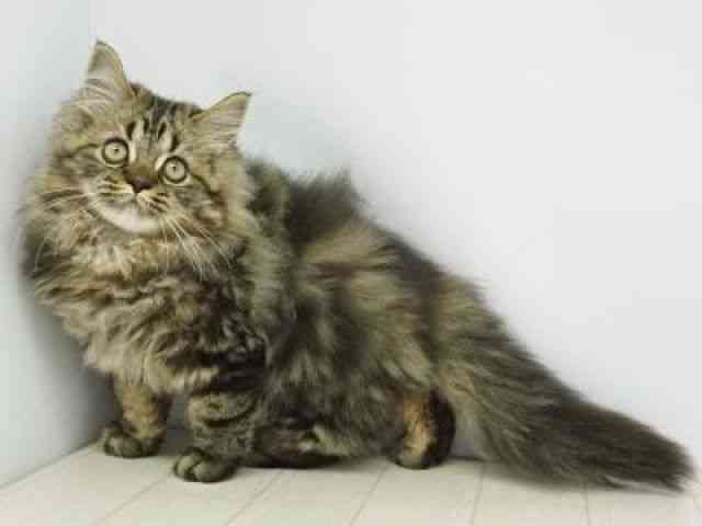 福岡県のラガマフィン (ひごペットフレンドリーゆめタウン筑紫野店/2025年8月3日生まれ/男の子/ブラウンタビー)の子猫の2枚目の画像