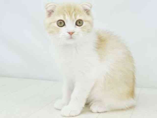 福岡県のスコティッシュフォールド (ひごペットフレンドリーゆめタウン筑紫野店/2025年8月2日生まれ/男の子/レッドタビーホワイト)の子猫の2枚目の画像