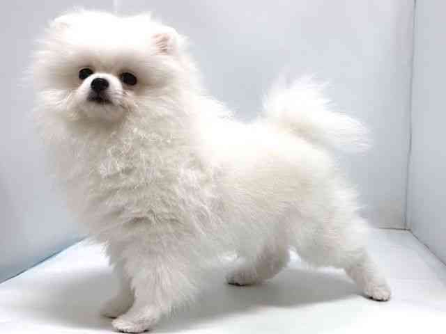 奈良県のポメラニアン (ひごペットフレンドリー奈良パワーシティ店/2025年8月2日生まれ/女の子/ホワイト)の子犬の2枚目の画像