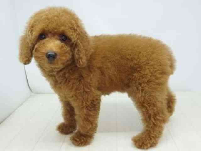 福岡県のトイプードル(トイ) (ひごペットフレンドリーゆめタウン筑紫野店/2025年8月3日生まれ/女の子/レッド)の子犬の2枚目の画像